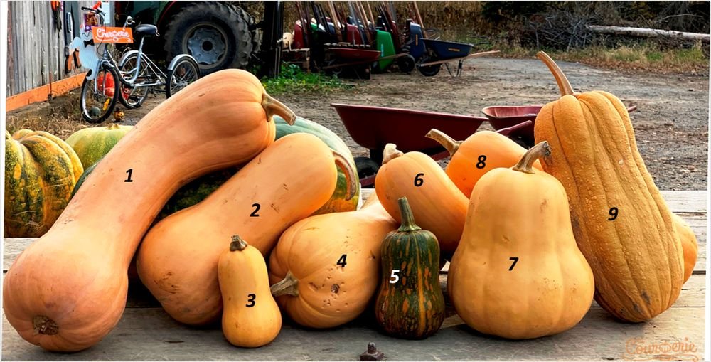 Butternut.jpg