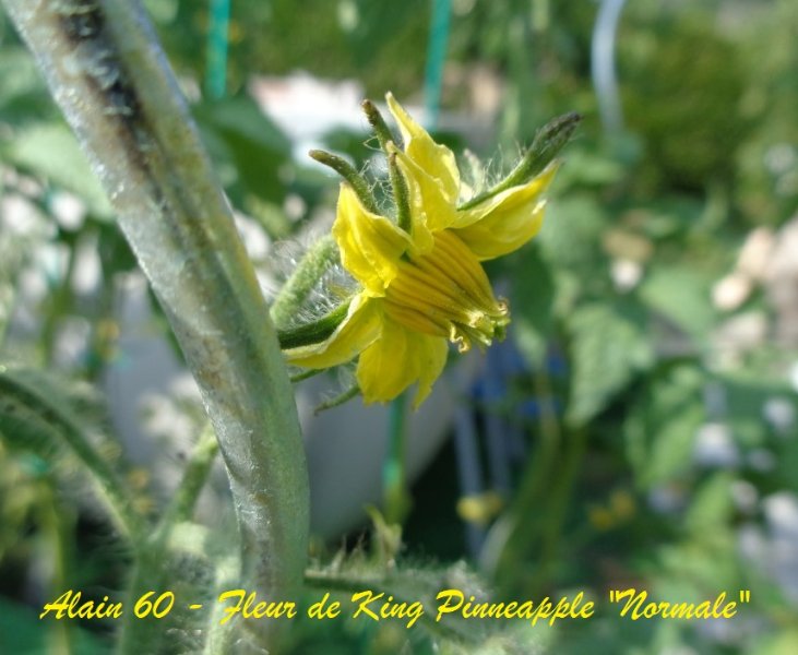 Fleur de King Pinneapple Normale +.JPG