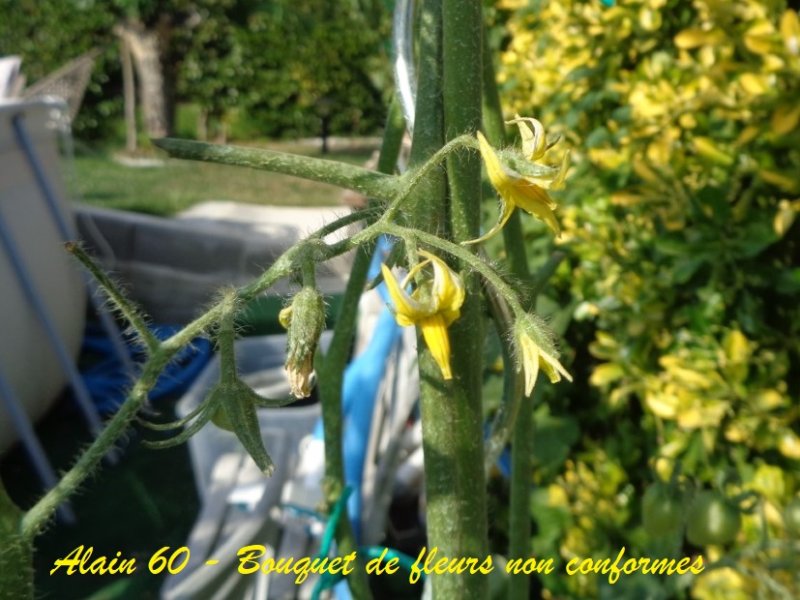 Fleurs non conformes .JPG