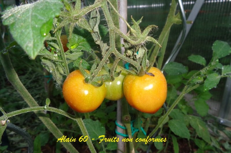 Fruits non conformes +.JPG