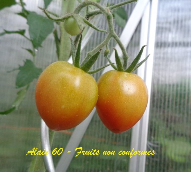 Fruits non conformrs 2+.JPG