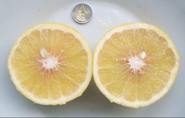 pample-fruit2.jpg