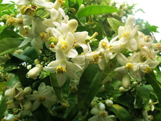 agrume-flor.jpg