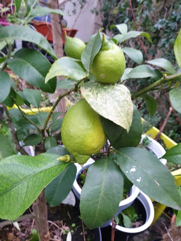 241218 citronnier_1.jpg