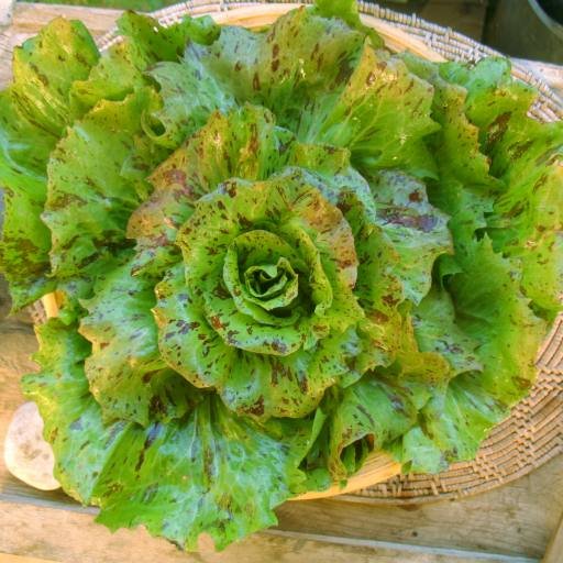 salad-chicor.jpg