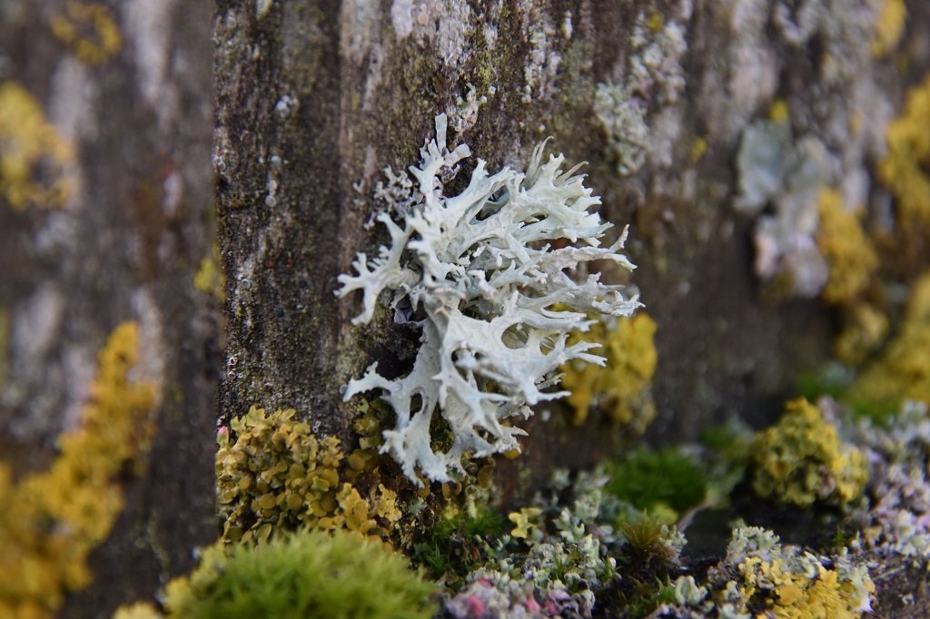 DSC_4606.JPG