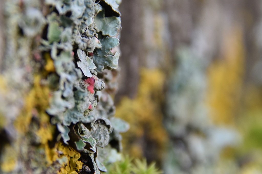 DSC_4608.JPG