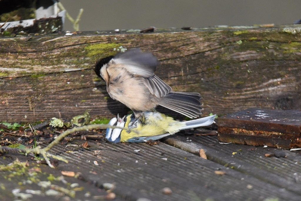 DSC_0481.JPG