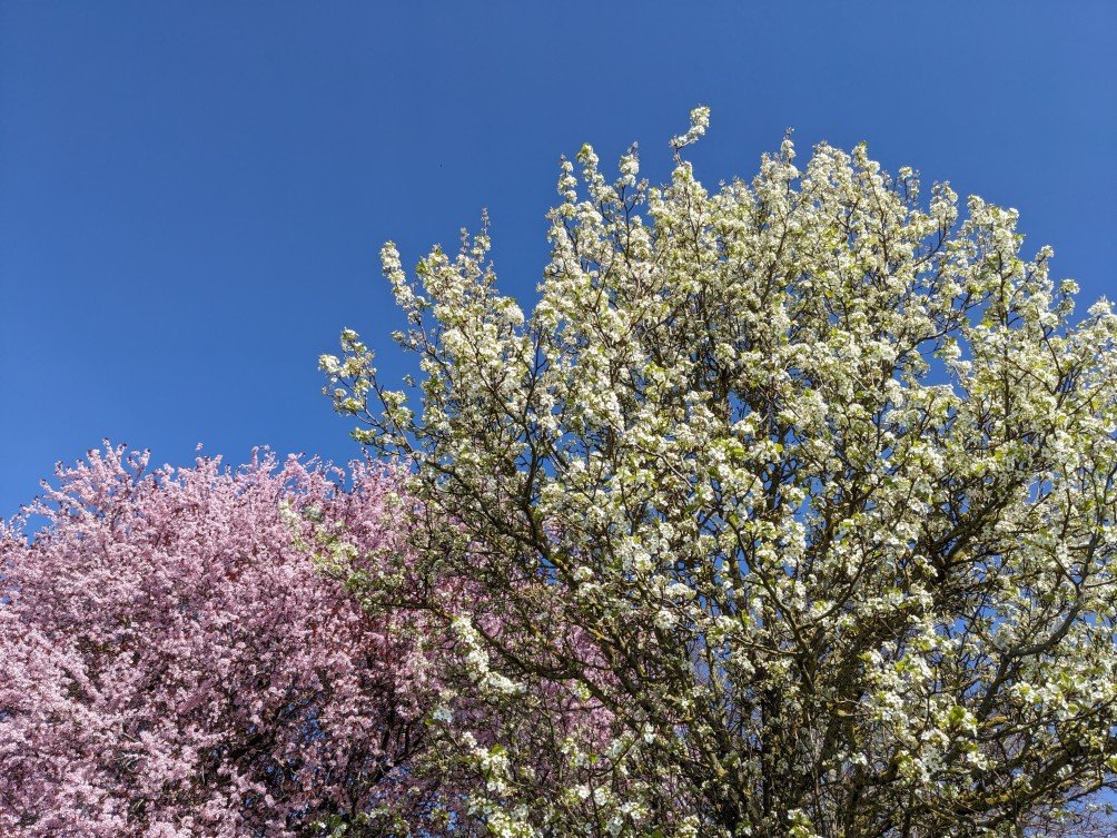 prunus chemin ecole.jpg