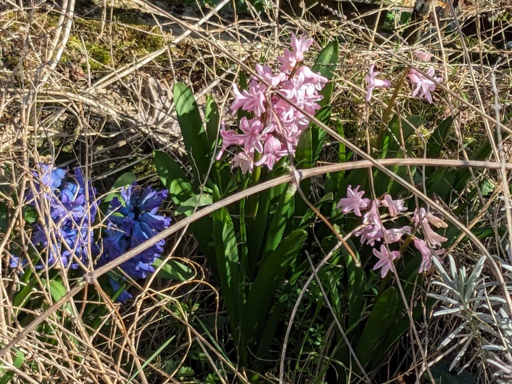jacinthe28mars.jpg