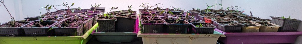 mise en pot28mars.jpg