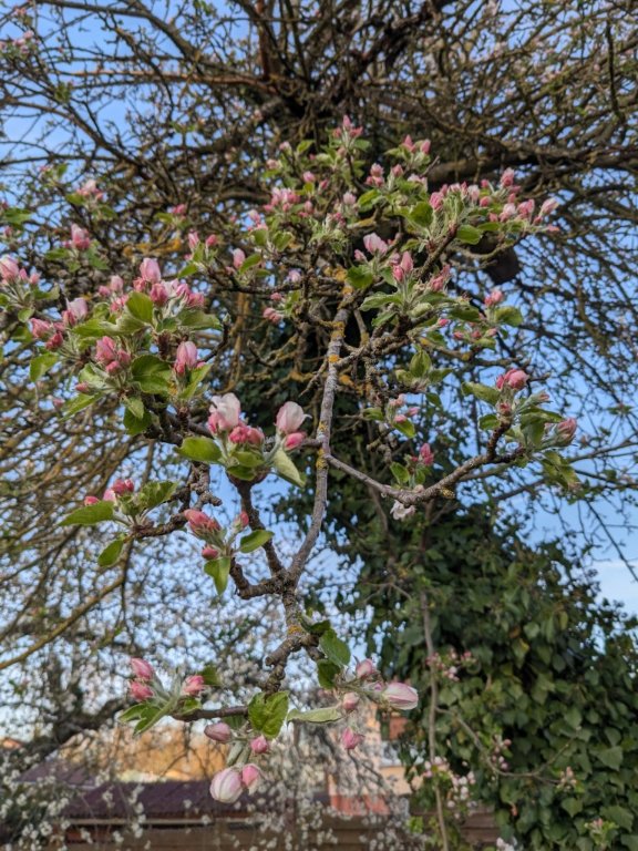 pommier7avril.jpg