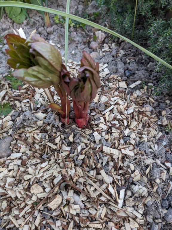 pivoine7avril.jpg
