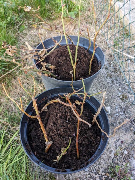 2pots asperge butte7avril.jpg