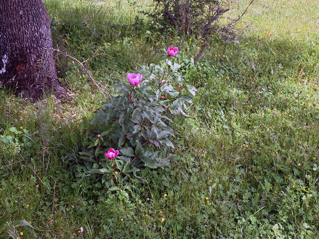 P4100053.JPG
