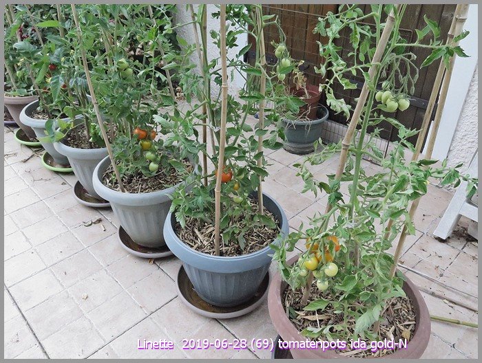 2019-06-28 (69) tomatenpots ida gold-nsm.jpg