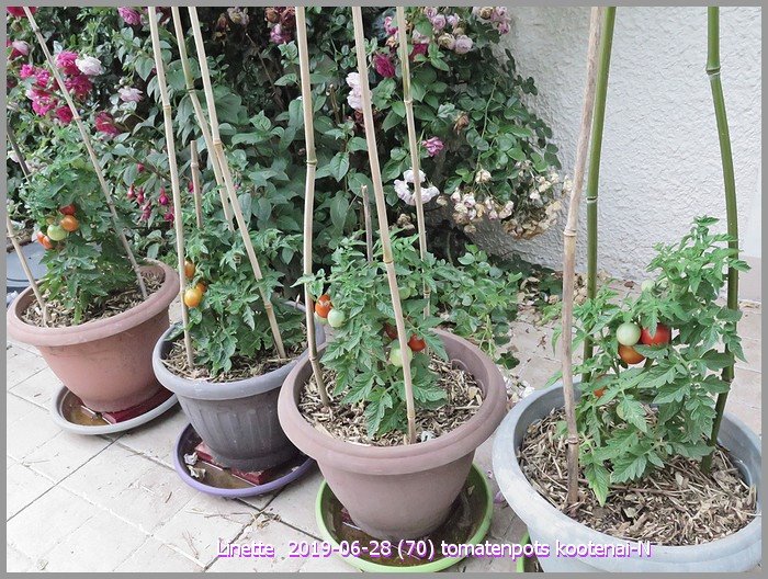 2019-06-28 (70) tomatenpots kootenai-nsm.jpg