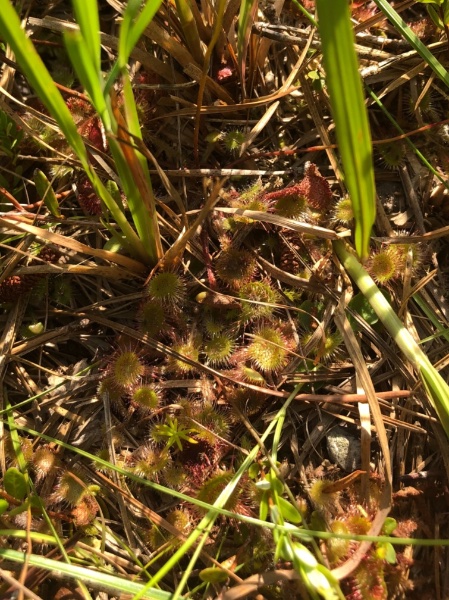 Drosera rotundifolia