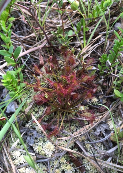 Drosera spatulata