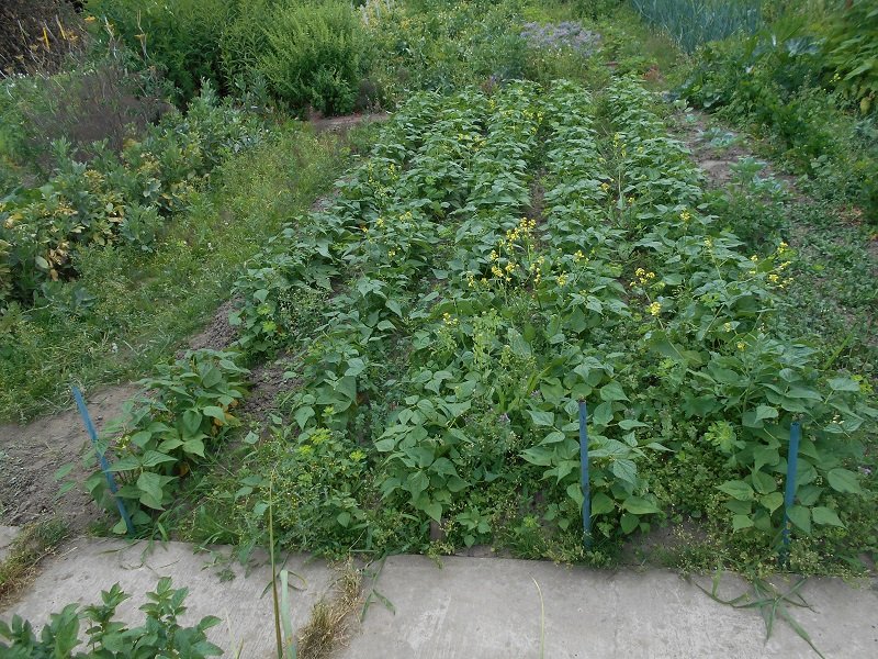 190701 haricots verts_1.jpg