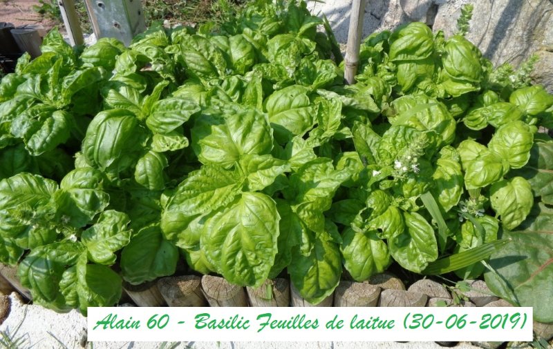 Basilic Feuilles de laitue.JPG