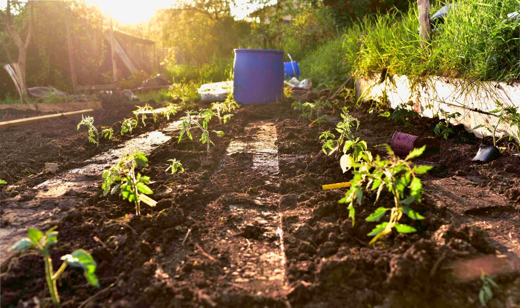 Plantations 2024