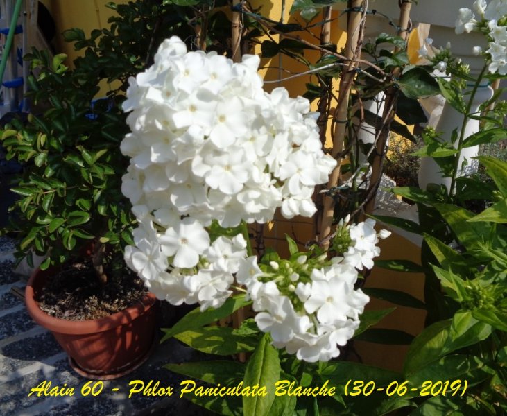Phlox Paniculata.JPG