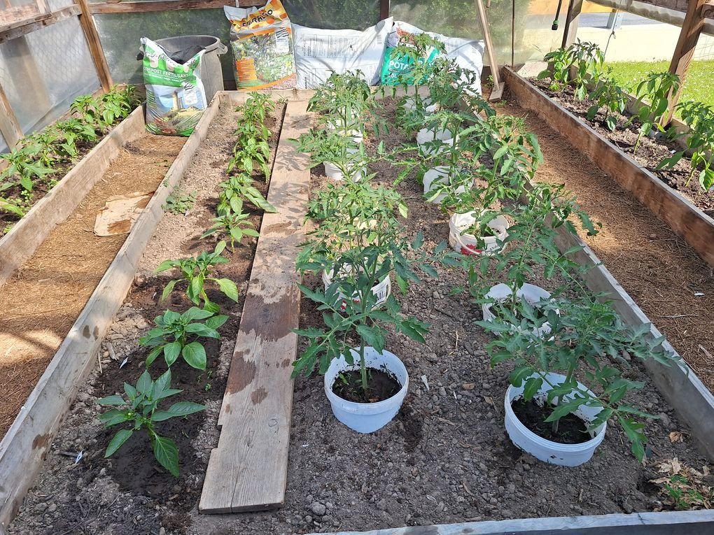 Les tomates et des poivrons