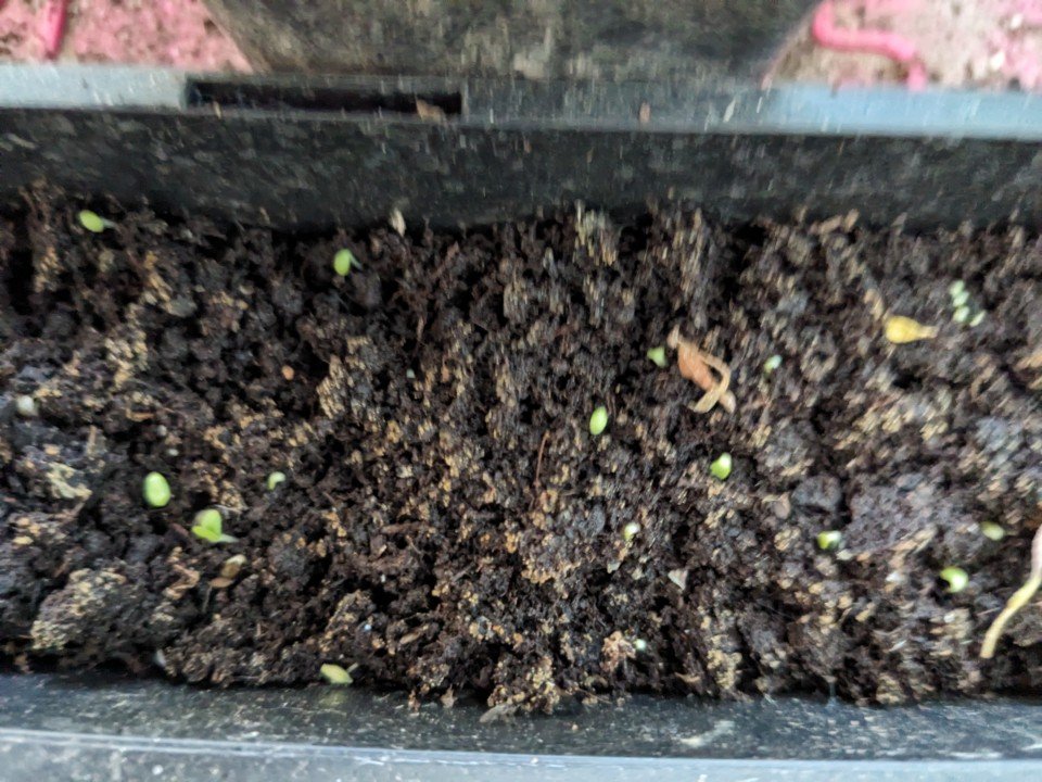 1mai germination salade tm.jpg