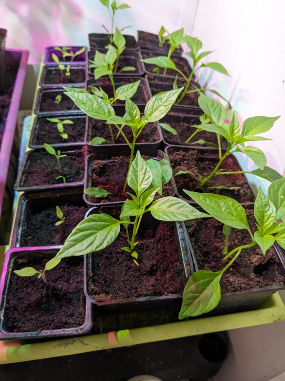 piments28avril.jpg