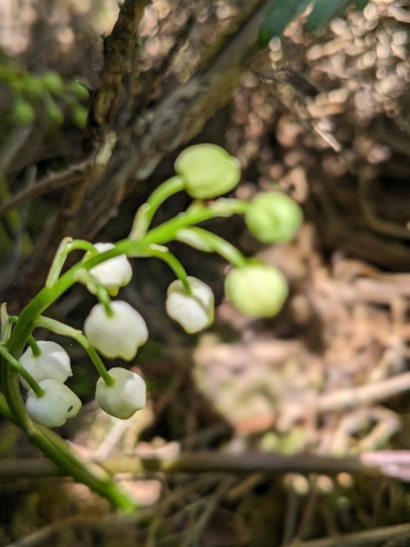 muguet 1mai.jpg