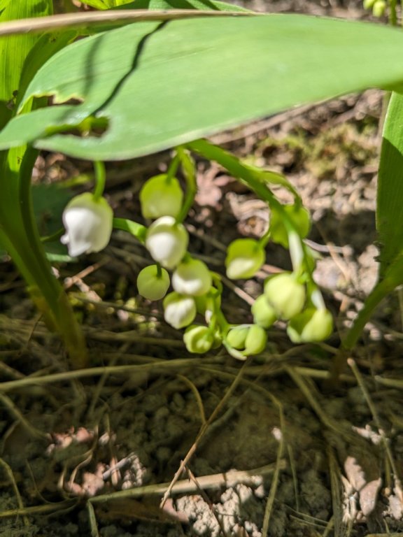 1mai muguet.jpg