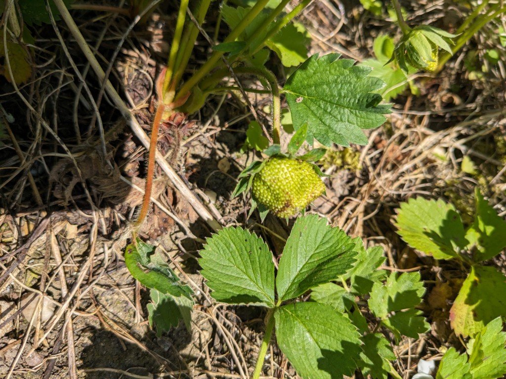1mai fraise.jpg