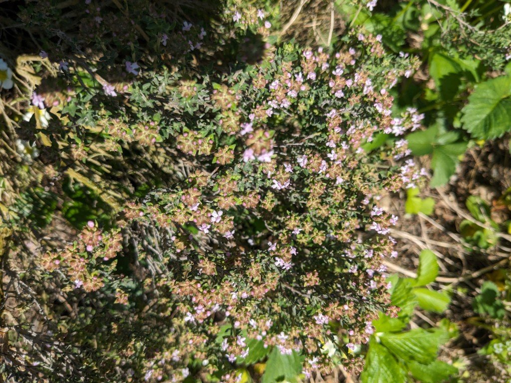 thym fleurs.jpg