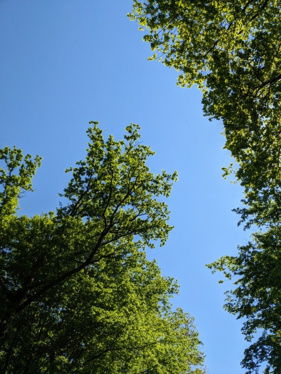 ciel foret.jpg