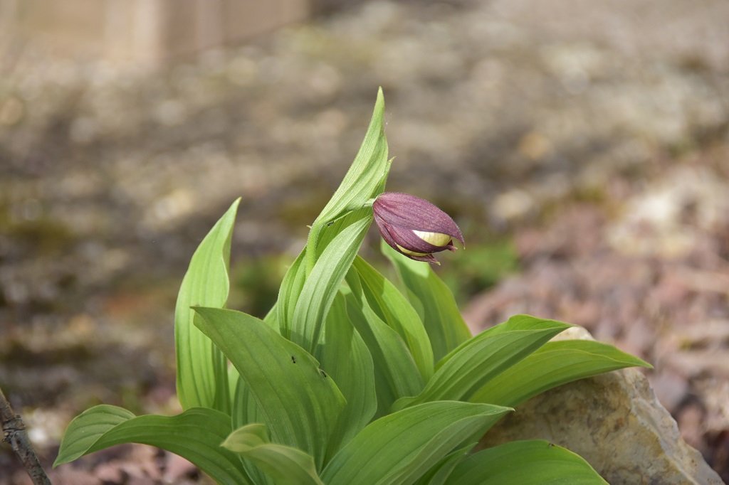 DSC_6701.JPG