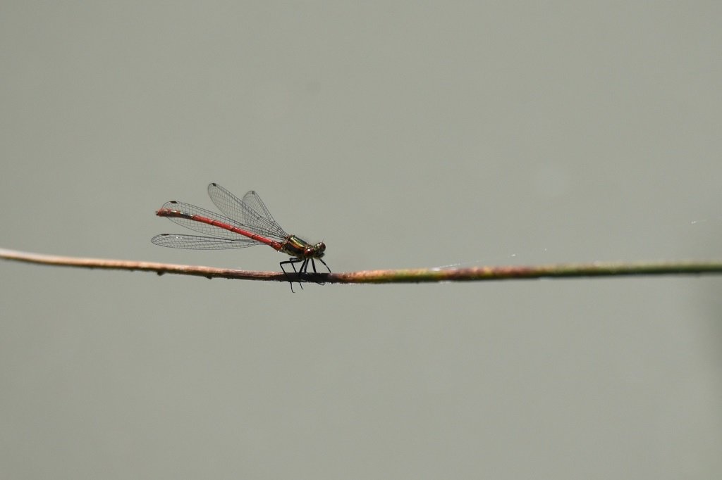 DSC_8956.JPG