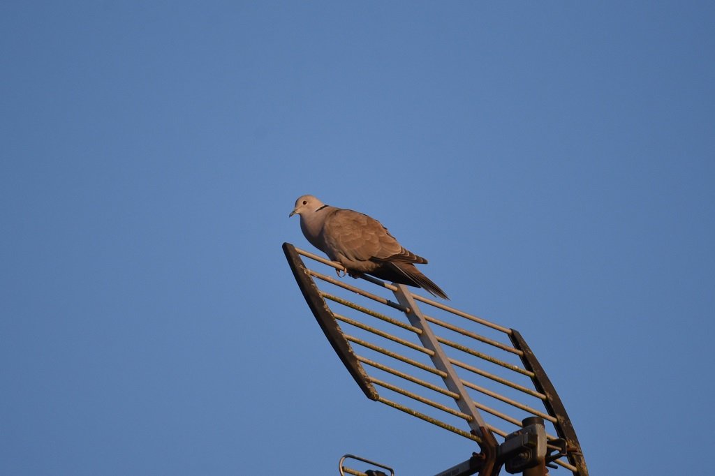 DSC_9016.JPG