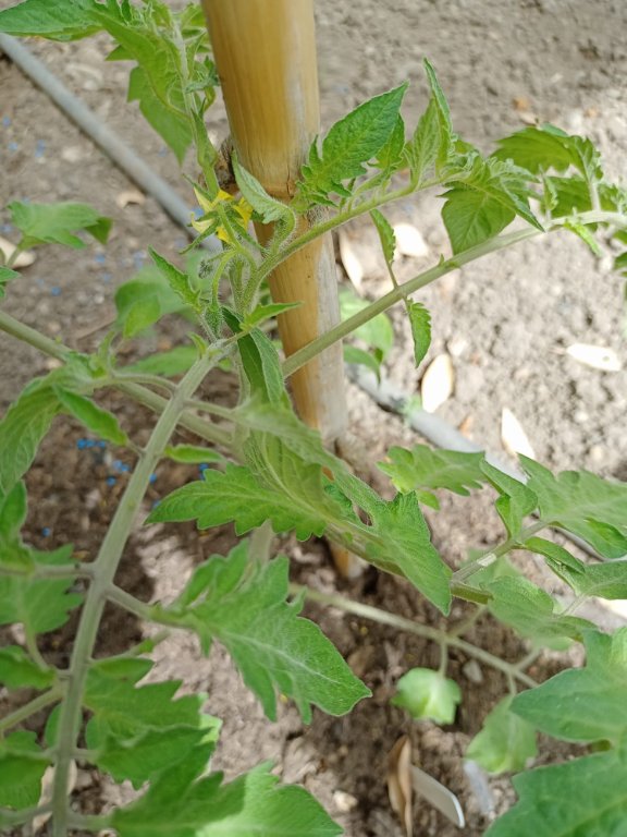 IMG-20250503-WA0014.jpg