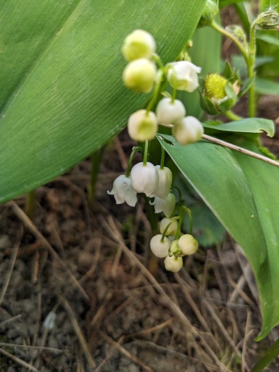 muguet3mai.jpg