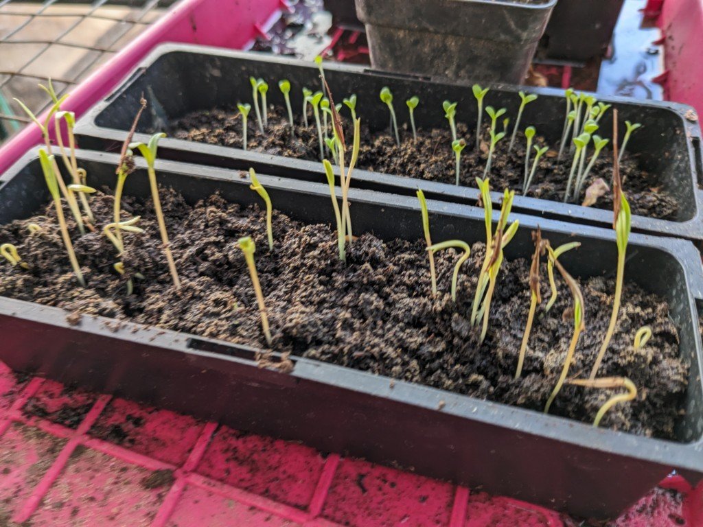 saladecosmos3mai.jpg