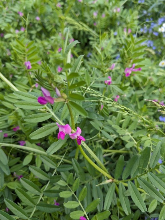 sainfoin.jpg