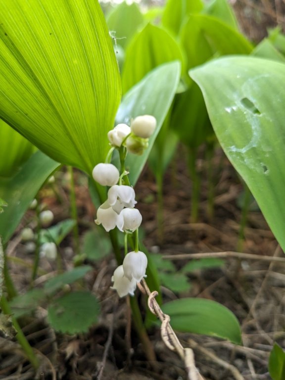 3mai muguet.jpg