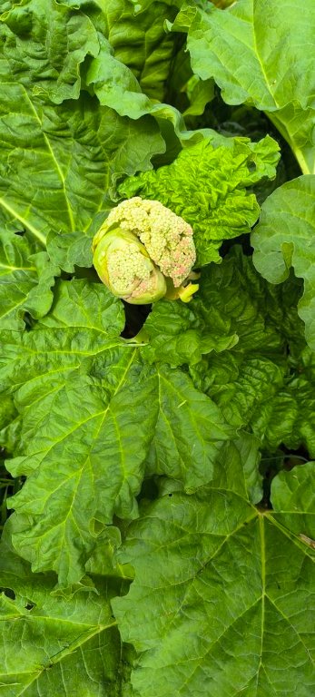 fleur rhubarbe.jpg