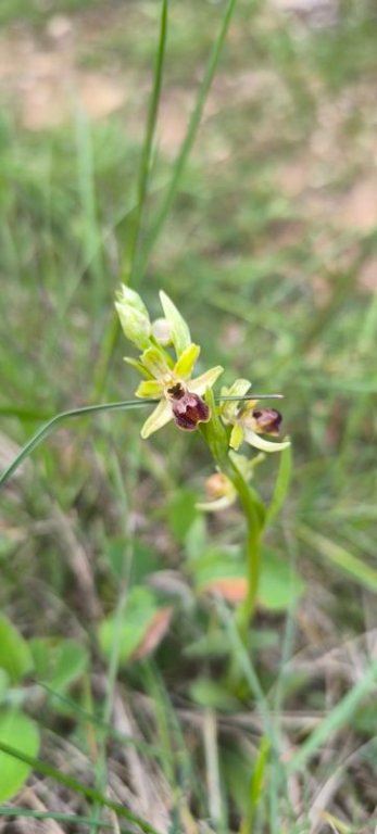 ophrys araignée.jpg