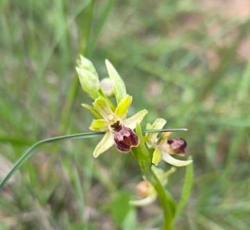 ophrys araignée.jpg