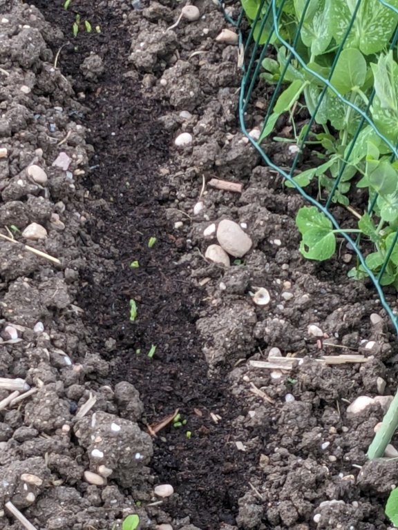 petits pois 4mai.jpg