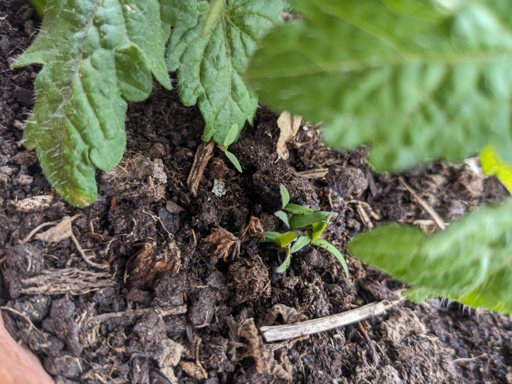 germination tomates5mai.jpg