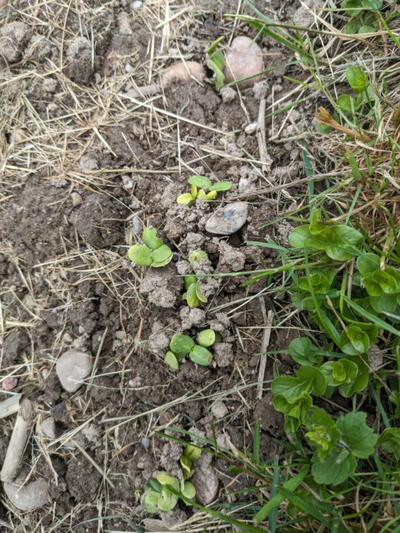 tournesols5mai.jpg