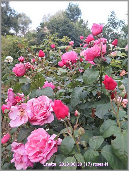 2019-06-30 (17) roses-nsm.jpg